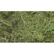 Lichen (Light Green)